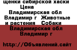 щенки сибирской хаски › Цена ­ 15 000 - Владимирская обл., Владимир г. Животные и растения » Собаки   . Владимирская обл.,Владимир г.